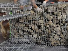 公園景觀(guān)電焊石籠網(wǎng)